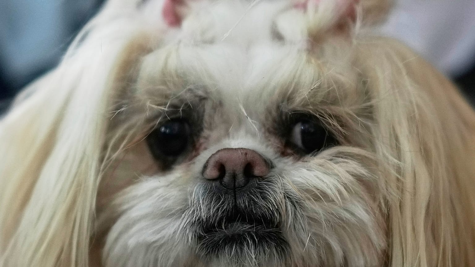 Cani in vacanza coi proprietari grazie alla nuova app