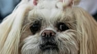 Cani in vacanza coi proprietari grazie alla nuova app