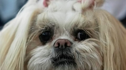 Cani in vacanza coi proprietari grazie alla nuova app