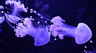 Méduses tachetées exposées au Jellyfish Museum de Pompano Beach, vendredi 14 août 2026