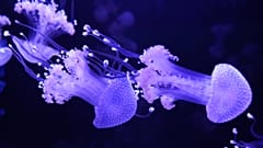 Nakrapiane meduzy na ekspozycji w Jellyfish Museum w Pompano Beach, w piątek 14 sierpnia 2026 r.