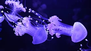 Méduses tachetées exposées au Jellyfish Museum de Pompano Beach, vendredi 14 août 2026