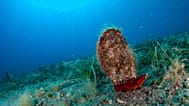  FILE - A pen shell stands on the seabed of the Aegean Sea, July 22, 2016. 