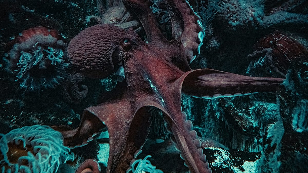 ‘A formidable predator’: Italian scientists relying on octopuses to get blue crab populations in check