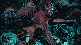 Octopus are being bred in Italy in the fight against invasive blue crabs