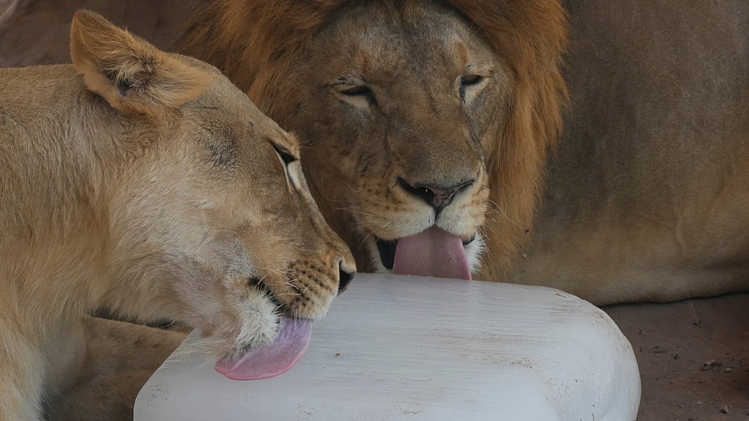 Unos leones se refrescan con un bloque de hielo en un zoo de Pakistán
