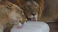 Unos leones se refrescan con un bloque de hielo en un zoo de Pakistán