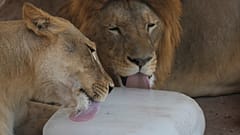 Lwy chłodzą się blokiem lodu w zoo w Pakistanie