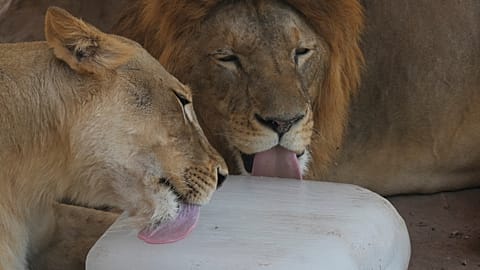 Löwen im Zoo in Pakistan kühlen sich mit einem Eisblock ab