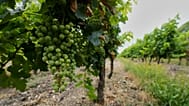 Vignes près de Cognac, le 23 juillet 2025.
