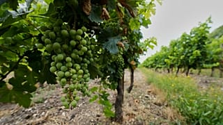 Vignes près de Cognac, le 23 juillet 2025.