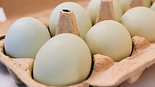 پختن تخم مرغ در مایکروویو