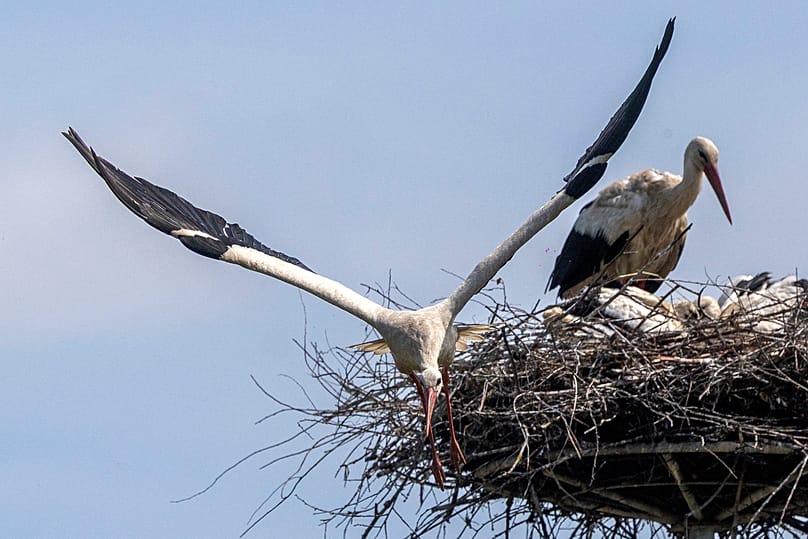 A Baltikumból induló gólyák egyik fészke
