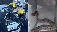 Autofahrer entdeckt eine Boa constrictor unter der Motorhaube