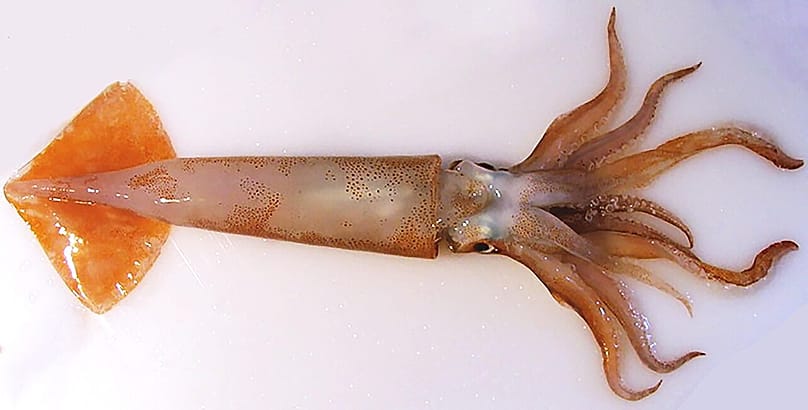 Il calamaro rosso (Illex coindetii) si distingue per il mantello, che termina in una punta più marcata.