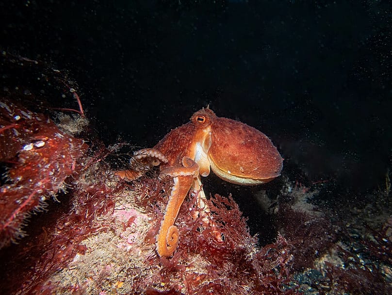 Zirrenkrake (Eledone cirrhosa), Moyle, Irlanda del Nord, Regno Unito