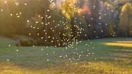  Europe does not have a consistent system for controlling the mosquitoes that carry these diseases.