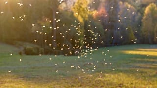  Europe does not have a consistent system for controlling the mosquitoes that carry these diseases.