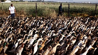 Afrique du Sud : des animaux, agents d'entretien d'un domaine viticole au Cap