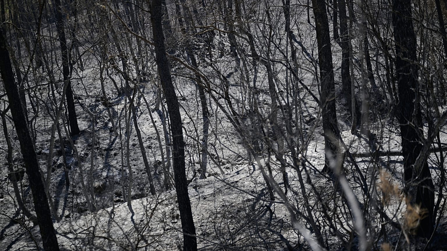 Asche und verkohlte Bäume in einem Wald nach einem Brand bei Carcès in Frankreich, am Donnerstag, dem sechsten August 2026.
