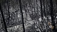 Asche und verkohlte Bäume in einem Wald nach einem Brand bei Carcès in Frankreich, am Donnerstag, dem sechsten August 2026.