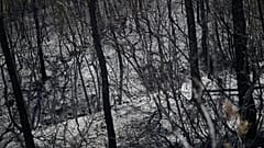 Ash and charred trees in a forest after a fire in Carcès, France, on Thursday 6 August 2026.