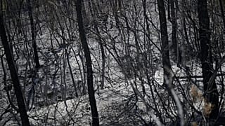 Des cendres et des arbres calcinés dans une forêt après un incendie à Carcès, en France, le jeudi 6 août 2026.