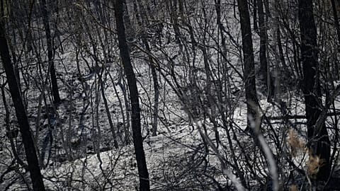 Ashes and charred trees in a forest following a fire in Carcès, France, on Thursday 6 August 2026.