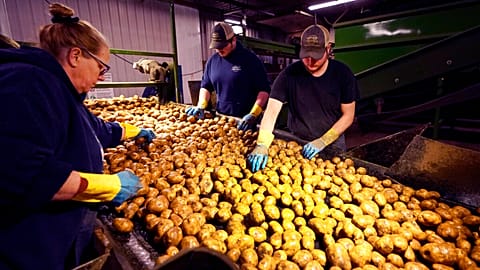 This drop comes after an exceptional water deficit and several heatwaves, resulting in smaller tubers and sharply lower yields.