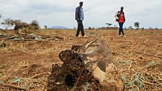 Kenya : quatre arrestations après la mort suspecte de 18 éléphants à Amboseli