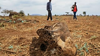 Kenya : 18 éléphants morts à Amboseli, la piste d’un empoisonnement