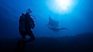 Bir scuba dalgıcı, 7 Mart 2026 Cumartesi günü Endonezya Raja Ampat'taki Manta Ridge dalış noktasında okyanus mantalarını izliyor.