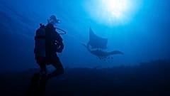 A scuba diver watches oceanic mantas at the Manta Ridge dive site in Raja Ampat, Indonesia, Saturday, March 7, 2026. 
