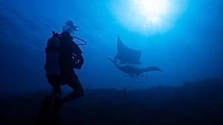A scuba diver watches oceanic mantas at the Manta Ridge dive site in Raja Ampat, Indonesia, Saturday, March 7, 2026. 
