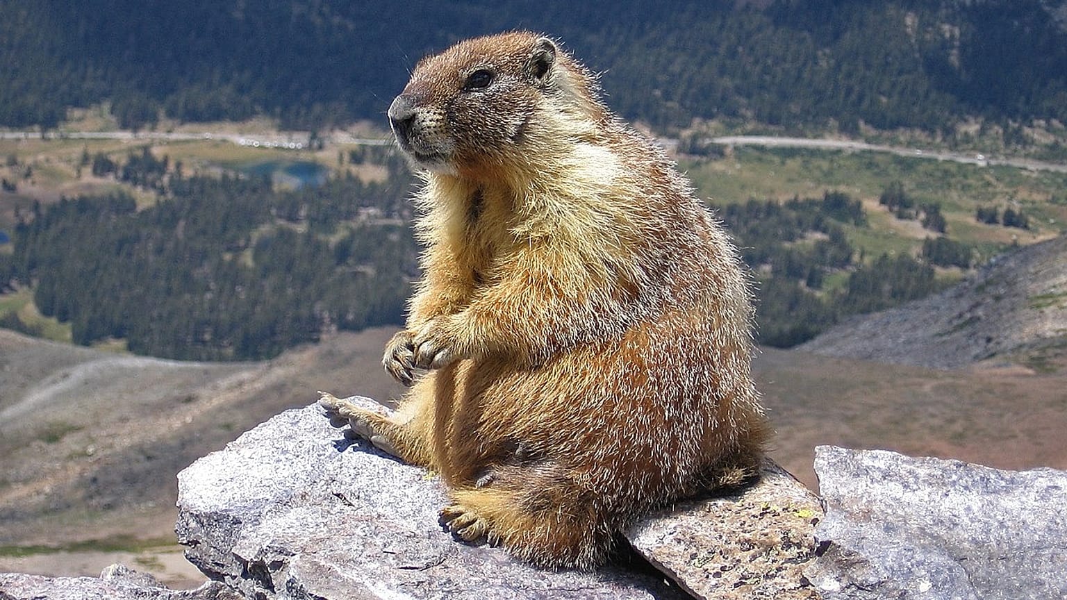 Marmota flaviventris türü dağ sıçanı.