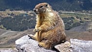 Marmota flaviventris türü dağ sıçanı.