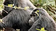 El trekking para ver gorilas de montaña, elegido como el principal encuentro de fauna salvaje del mundo