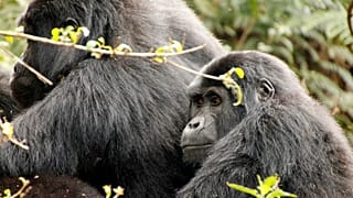 Mountain gorilla trekking has just been named the number one wildlife encounter in the world