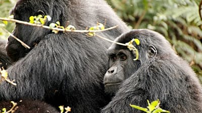 Le trekking avec les gorilles de montagne est désigné comme la rencontre animale numéro un au monde