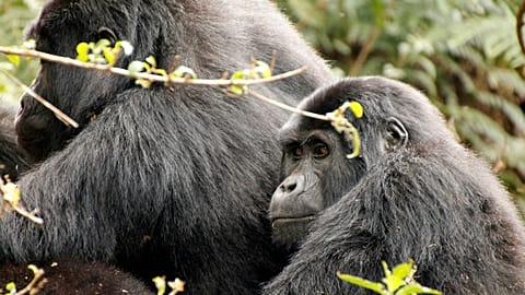Mountain gorilla trekking has just been named the number one wildlife encounter in the world