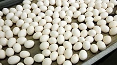 Eggs - file photo