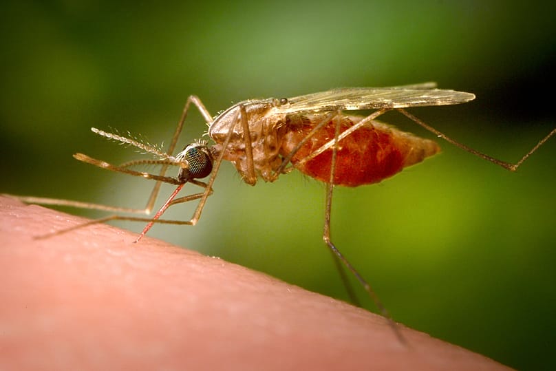 A feeding female Anopheles funestus mosquito, 2014