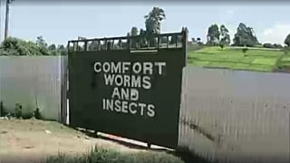 Kenyan farmers use fertiliser made by bugs to reverse soil degradation