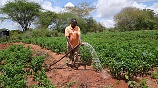 Kenya : les insectes au secours des sols agricoles dégradés