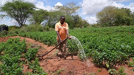 Kenya : les insectes au secours des sols agricoles dégradés