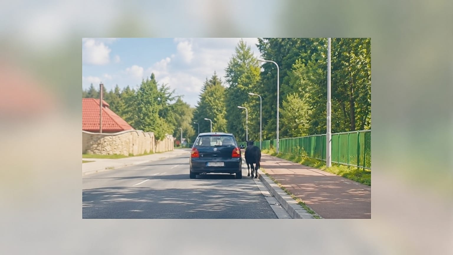 Ujęcie z nagrania pokazującego kucyka prowadzonego przez samochód w Istebnej, 24.08.2026r.
