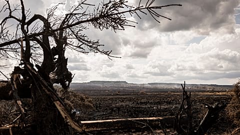 FILE. Smoke rises from peat in a landscape scorched by wildfires in Waimes, Belgium, 21 Aug. 2026