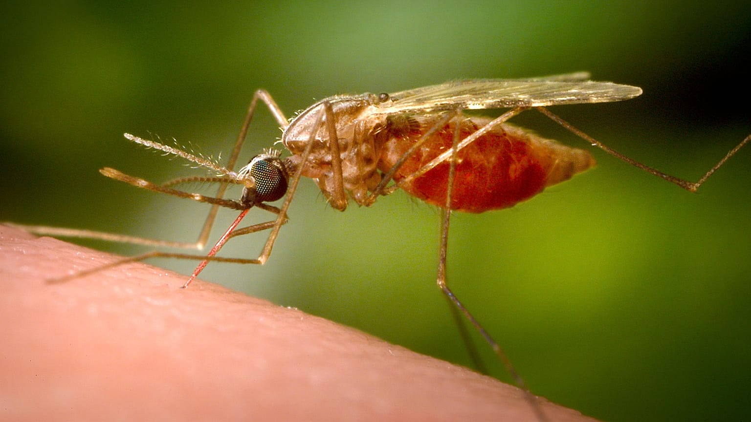 Dieses 2014 zur Verfügung gestellte Foto der US-amerikanischen Centers for Disease Control and Prevention (CDC) zeigt ein stechendes Weibchen der Mückenart Anopheles funestus.