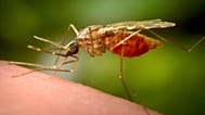 Dieses 2014 zur Verfügung gestellte Foto der US-amerikanischen Centers for Disease Control and Prevention (CDC) zeigt ein stechendes Weibchen der Mückenart Anopheles funestus.
