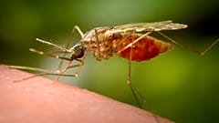 Dieses 2014 zur Verfügung gestellte Foto der US-amerikanischen Centers for Disease Control and Prevention (CDC) zeigt ein stechendes Weibchen der Mückenart Anopheles funestus.